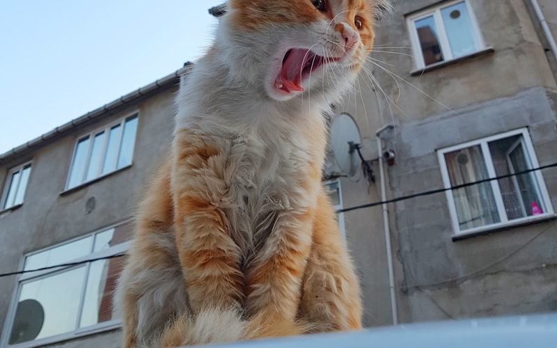 探究：猫咪食用猫粮的益处与科学喂养方法插图