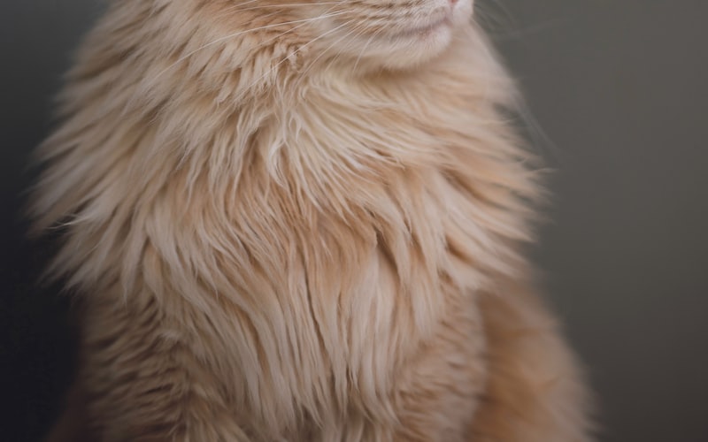 新生儿猫咪护理全攻略：如何正确喂养与照顾刚出生的小猫插图