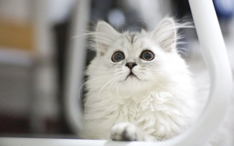 如何有效地训练您的猫咪插图