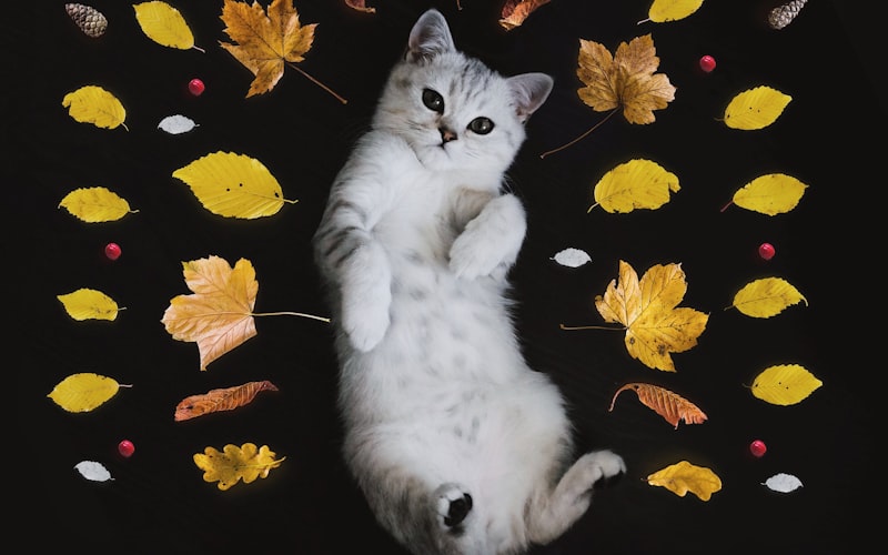 当主人外出时，如何教会猫咪独自在家插图