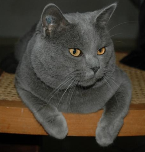 夏特尔猫插图 夏特尔猫插图