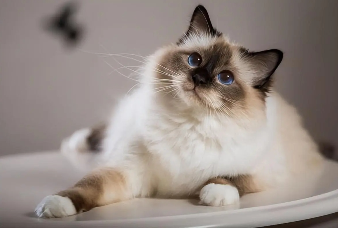 巴厘猫插图 巴厘猫插图