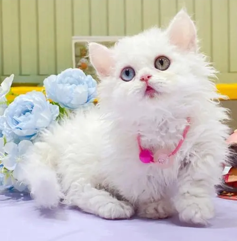 塞尔凯克卷毛猫插图 塞尔凯克卷毛猫插图