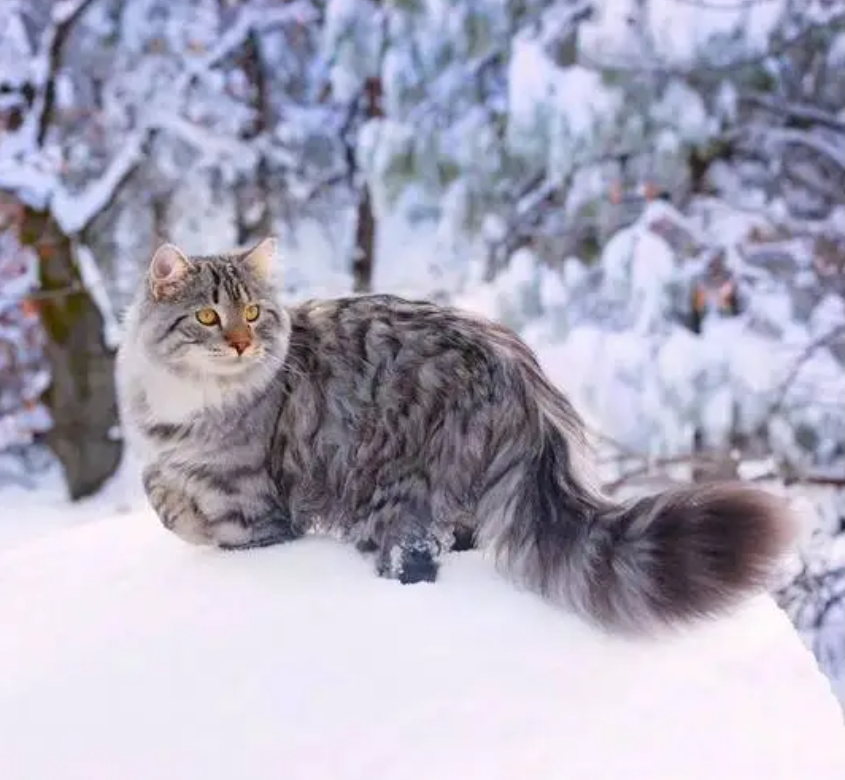 西伯利亚森林猫插图 西伯利亚森林猫插图