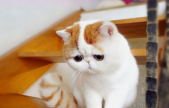 异国短毛猫插图 异国短毛猫插图