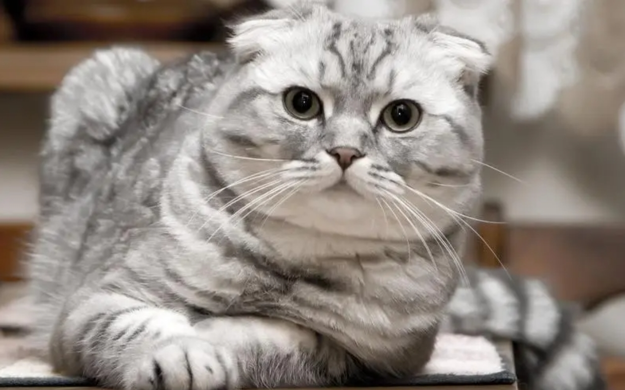 苏格兰折耳猫插图 苏格兰折耳猫插图