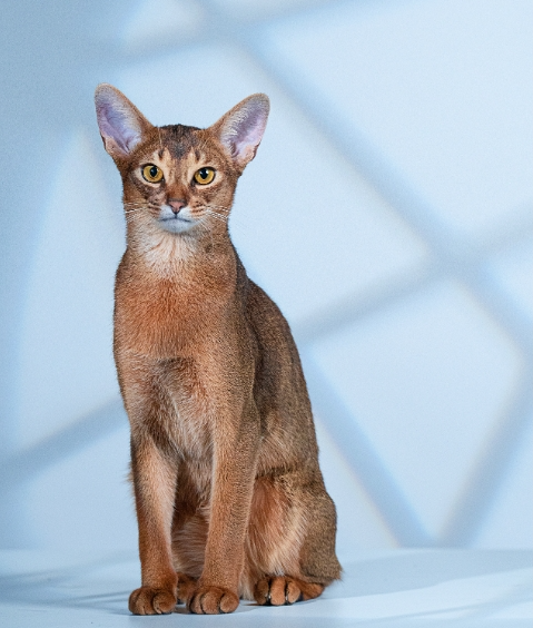阿比西尼亚猫插图 阿比西尼亚猫插图
