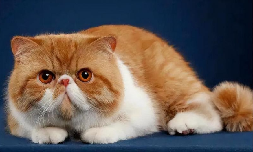 加菲猫插图 加菲猫插图