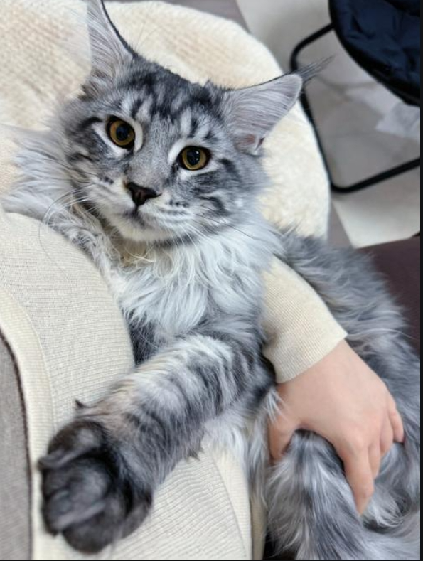 缅因猫插图 缅因猫插图