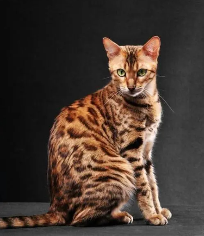 孟加拉豹猫插图 孟加拉豹猫插图