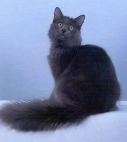 内华达猫插图 内华达猫插图