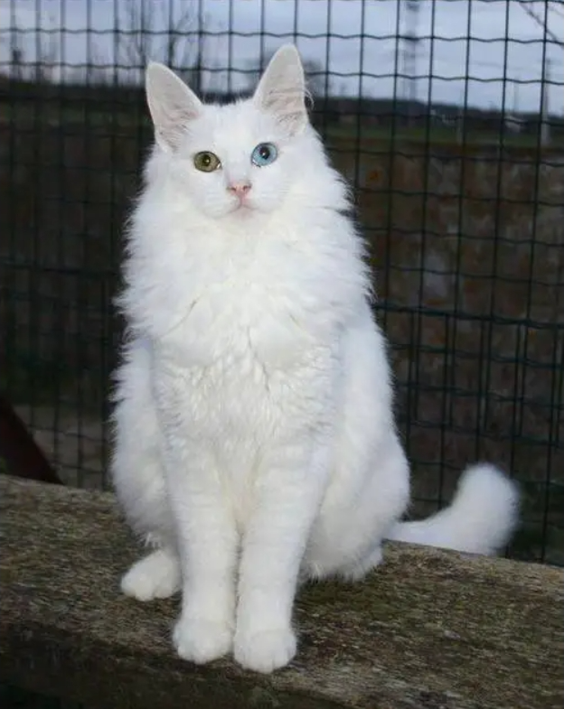 土耳其安哥拉猫插图 土耳其安哥拉猫插图