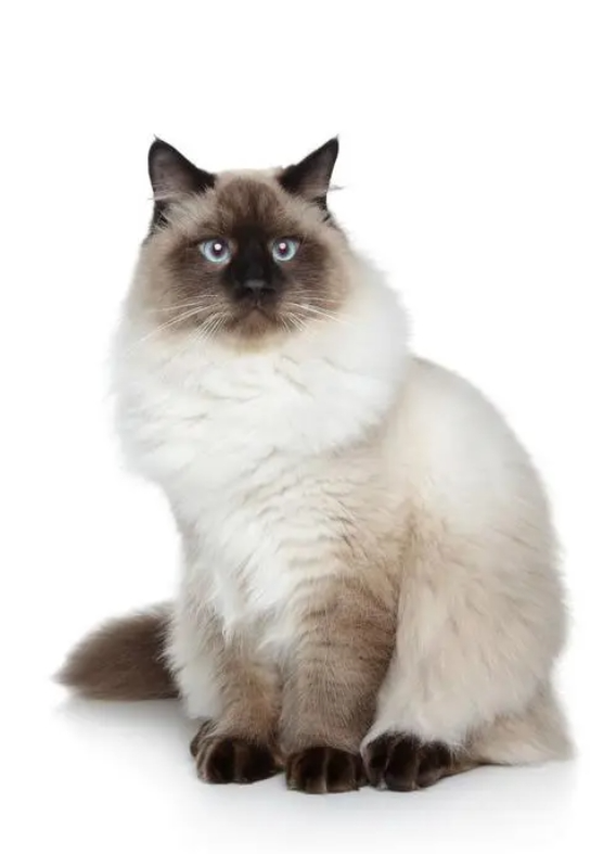 伯曼猫插图 伯曼猫插图