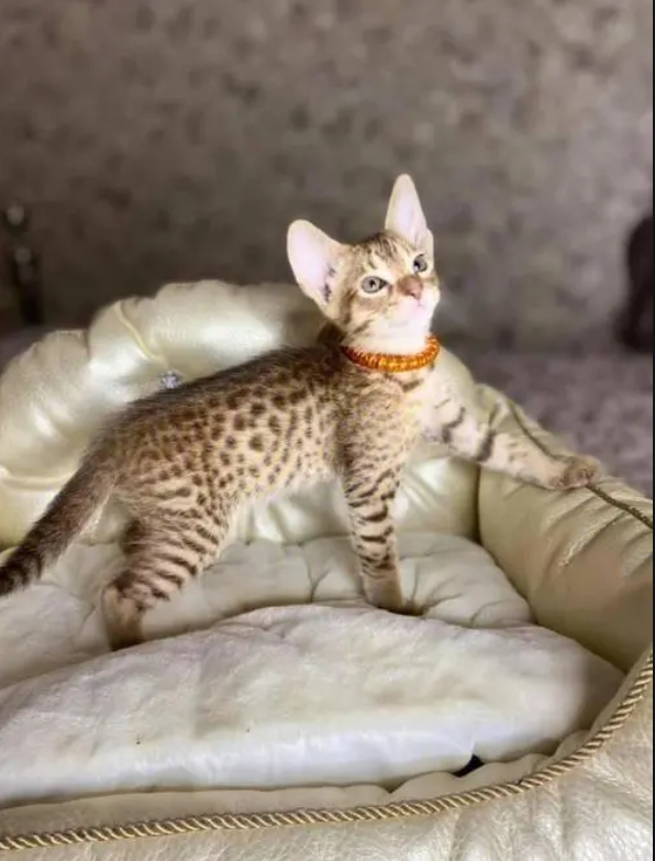 奥西猫插图 奥西猫插图