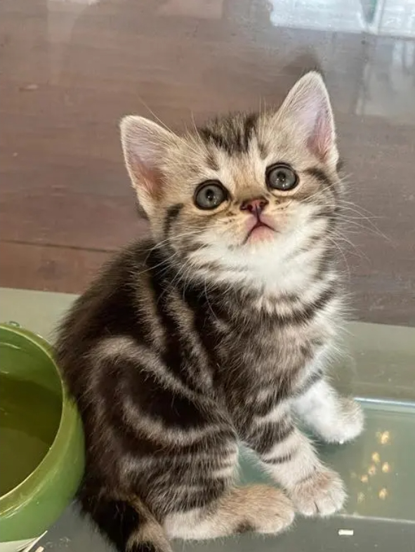 虎斑猫插图 虎斑猫插图