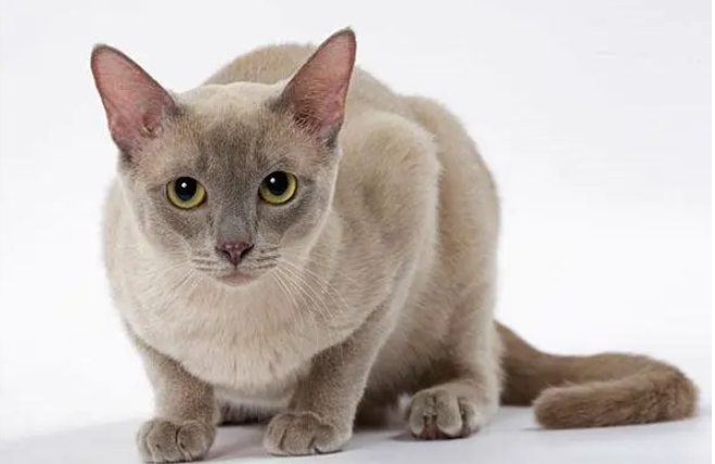东奇尼猫插图 东奇尼猫插图