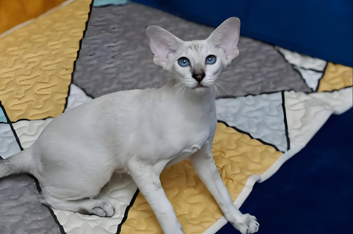 重点色短毛猫插图 重点色短毛猫插图