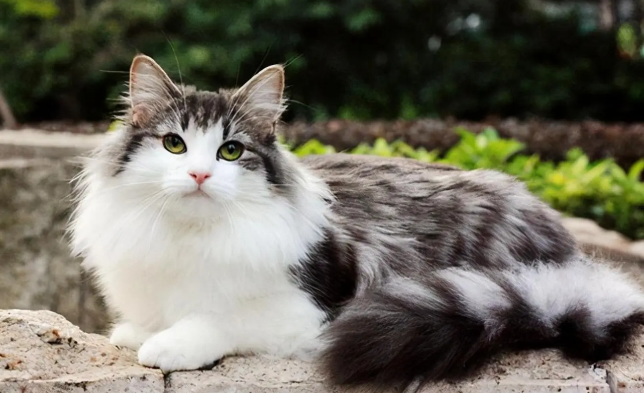 挪威森林猫插图 挪威森林猫插图