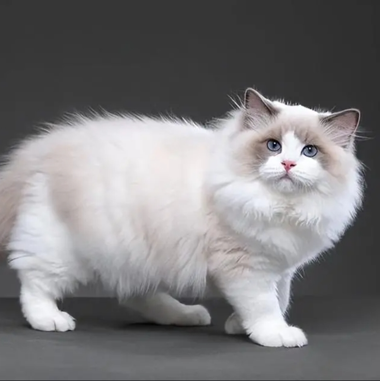 布偶猫插图 布偶猫插图