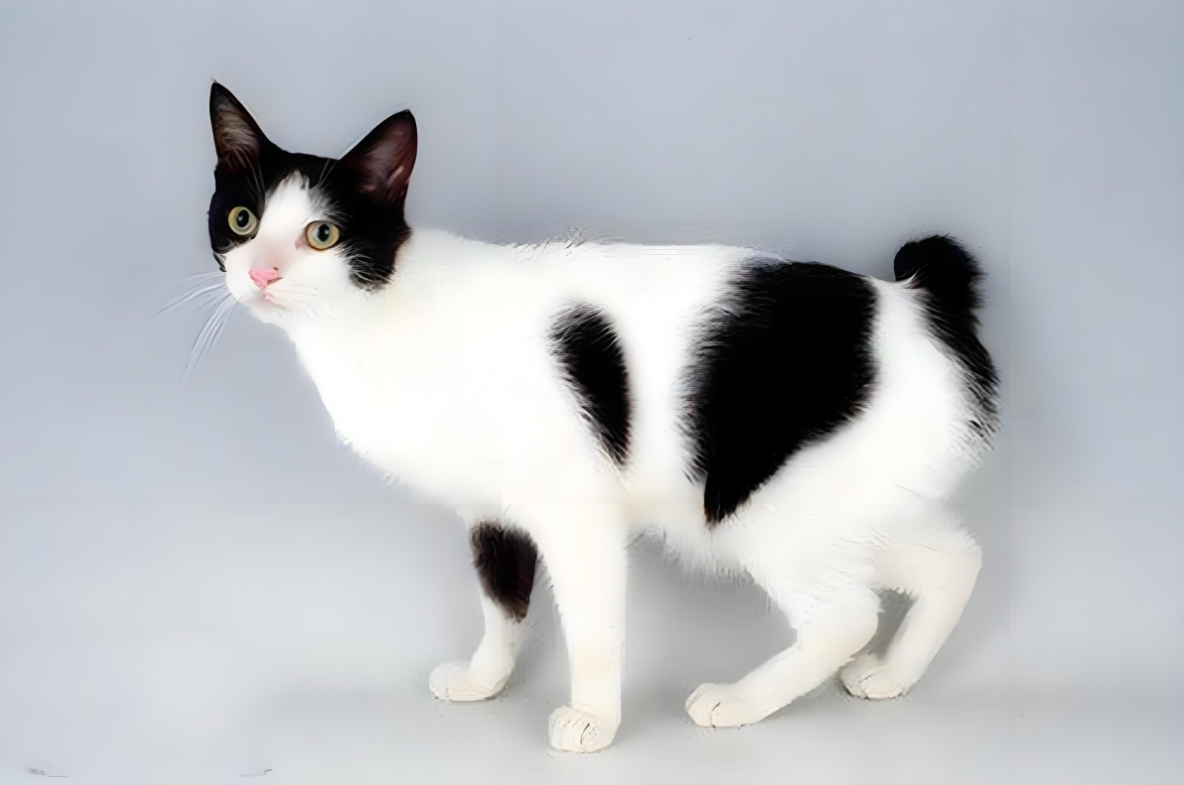 日本短尾猫插图 日本短尾猫插图