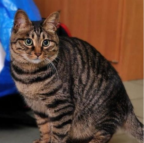 中国狸花猫插图 中国狸花猫插图