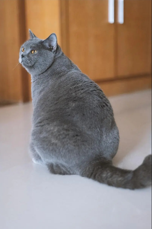 沙特尔猫插图 沙特尔猫插图