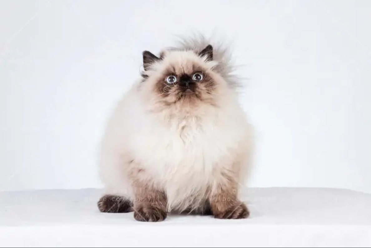 喜马拉雅猫插图 喜马拉雅猫插图