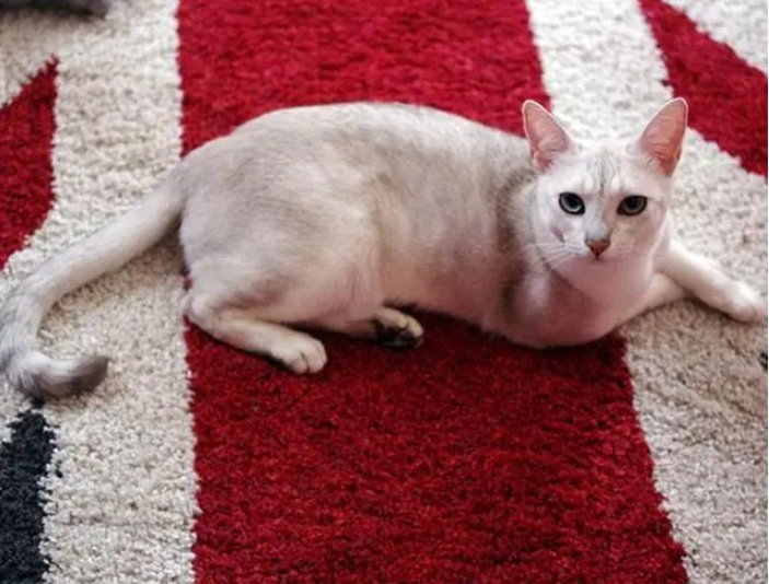 波米拉猫插图 波米拉猫插图