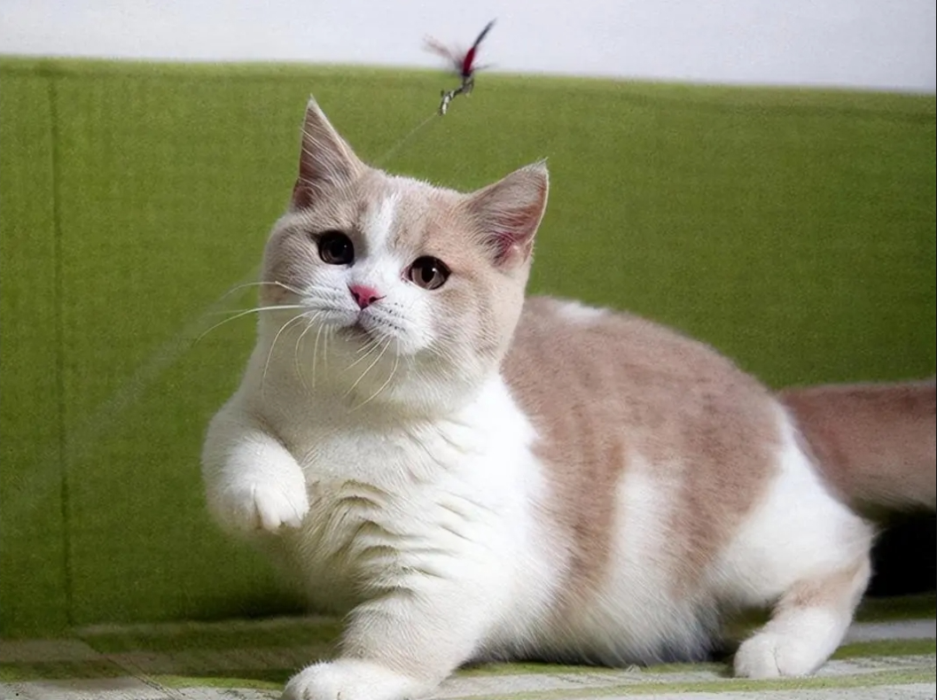 曼基康猫插图 曼基康猫插图