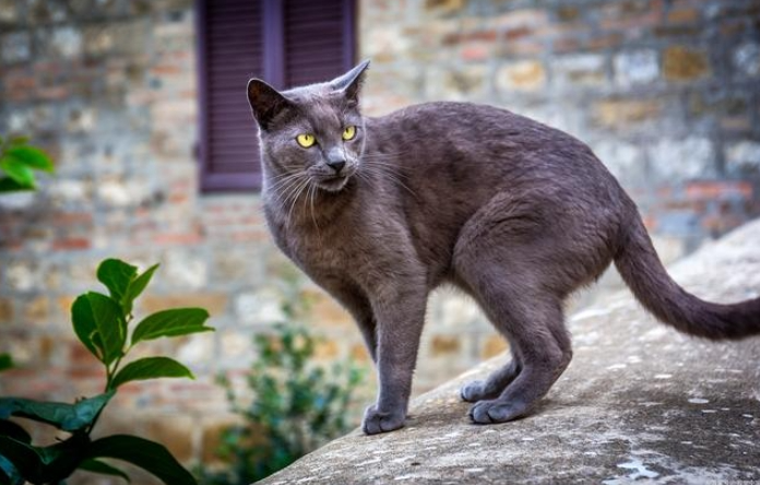 科拉特猫插图 科拉特猫插图