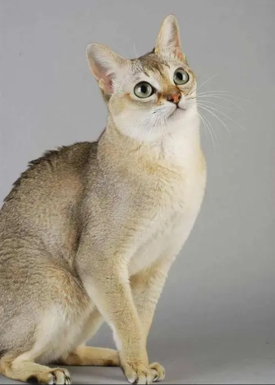 新加坡猫插图 新加坡猫插图