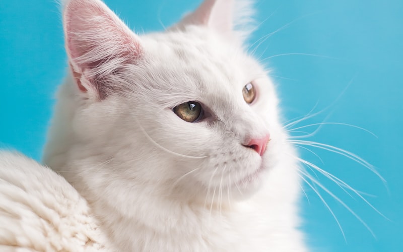 揭秘猫咪神秘天赋：为何它们能长时间不眨眼的秘密插图