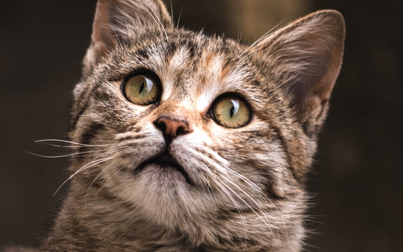解析猫咪咕噜声：揭秘猫咕噜咕噜叫的隐藏含义与原因插图
