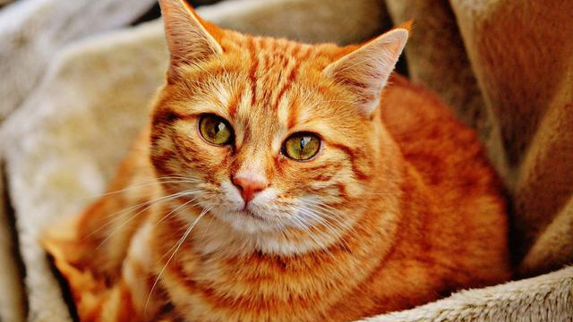 如何训练猫理解人类语言插图