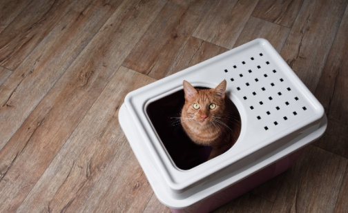 如何训练猫咪使用猫砂盘插图