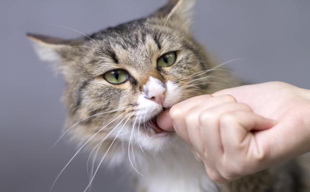如何训练猫咪避免咬人插图