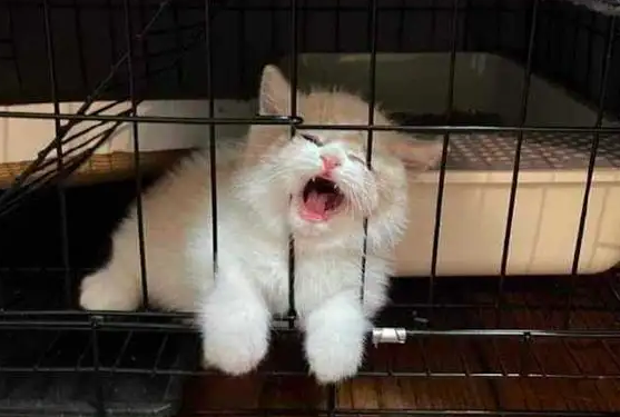 如何应对猫咪笼中持续叫唤的行为插图