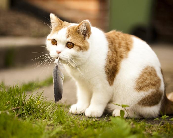 小猫驱虫的最佳时机是何时插图