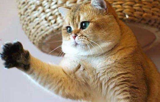 探究猫咪为何突袭咬伤主人插图