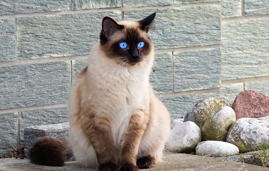 两个月大的猫咪频繁咬人，原因何在？插图