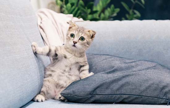 如何训练一个月大的猫咪使用猫砂盆插图
