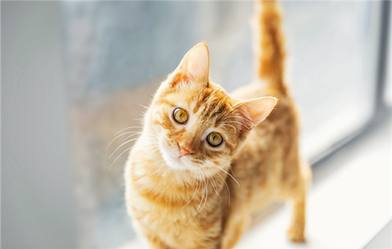 如何教育猫咪不再抓人插图