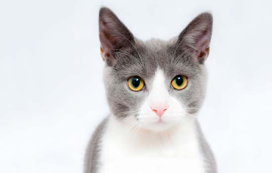 如何训练猫咪停止咬人行为插图