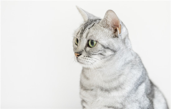 双标题：如何温和引导狂野猫咪插图
