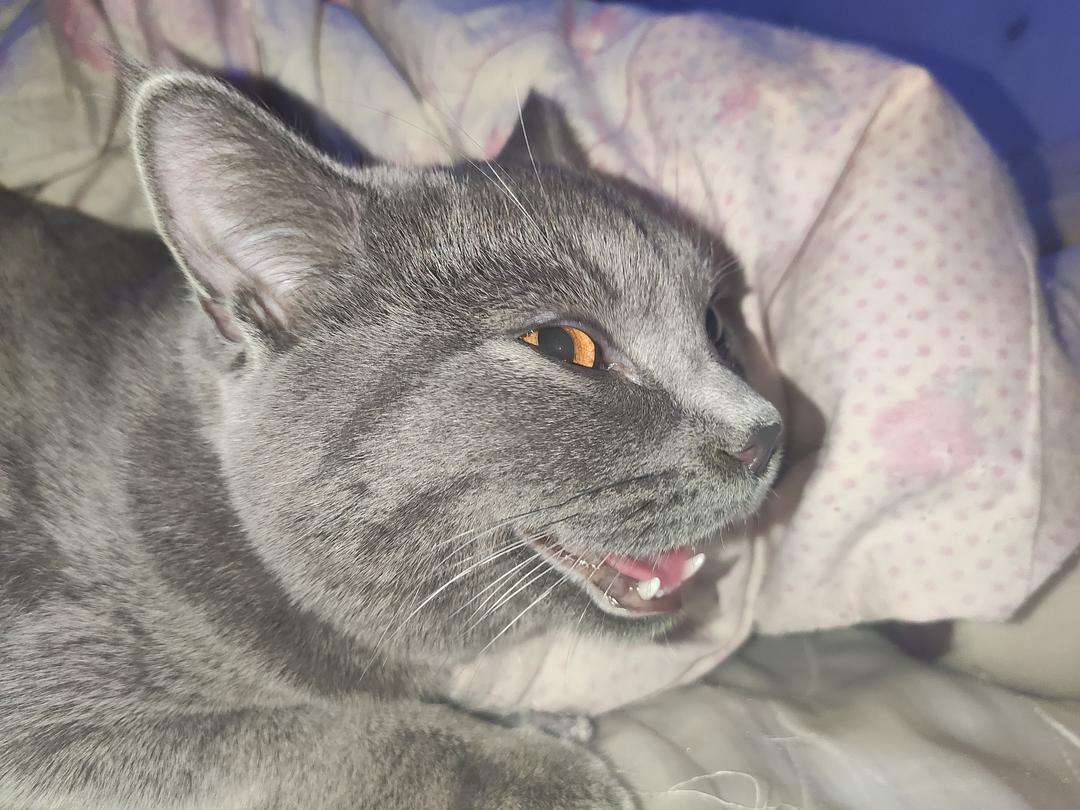 新猫向旧猫哈气是否应加以干预插图