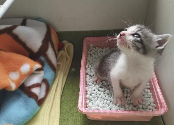 小奶猫何时能独立完成排泄活动插图