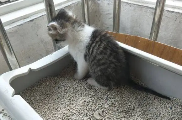 如何教导两个月大的猫咪使用猫砂盆插图