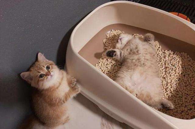小猫是否会本能地使用猫砂盆进行如厕？插图