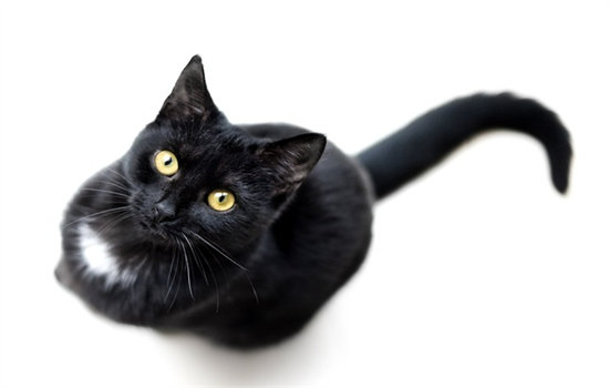 猫咪为何总是渴望外出：是否意味着它们不喜欢主人？插图