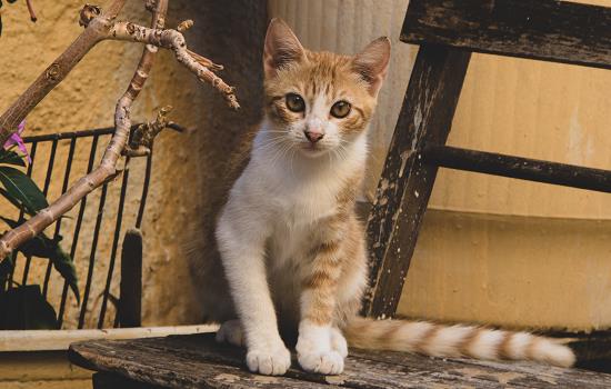 如何教导猫咪在猫砂盆中如厕插图